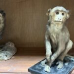 Doldurulmuş hayvan koleksiyonu, müzede korunuyor 7 doldurulmus hayvan koleksiyonu muzede korunuyor 2115c4acae38