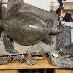 Doldurulmuş hayvan koleksiyonu, müzede korunuyor 8 doldurulmus hayvan koleksiyonu muzede korunuyor 260a6aea8741