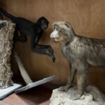 Doldurulmuş hayvan koleksiyonu, müzede korunuyor 6 doldurulmus hayvan koleksiyonu muzede korunuyor 4bab837fcbf0