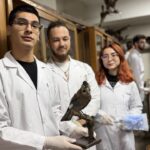 Doldurulmuş hayvan koleksiyonu, müzede korunuyor 10 doldurulmus hayvan koleksiyonu muzede korunuyor 72cb76ef9422