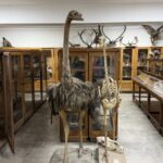 Doldurulmuş hayvan koleksiyonu, müzede korunuyor 1 doldurulmus hayvan koleksiyonu muzede korunuyor 8650f86769ef