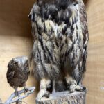 Doldurulmuş hayvan koleksiyonu, müzede korunuyor 3 doldurulmus hayvan koleksiyonu muzede korunuyor e46ddec31f8a