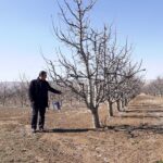 gecen yil zirai don nedeniyle verim alinamayan elmada 120 bin ton rekolte beklentisi 3fabf14b4fe9