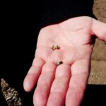 gecen yil zirai don nedeniyle verim alinamayan elmada 120 bin ton rekolte beklentisi 421848547368