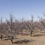 gecen yil zirai don nedeniyle verim alinamayan elmada 120 bin ton rekolte beklentisi ad2755a0d6a3