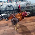 horoz dovusturulen cadira baskin 16 kisiye para cezasi f3cbce49fd92