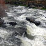 inci kefali gocunun en cok izlendigi delicayda su seviyesi yukseldi 3d00e780267f