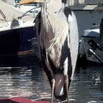 istanbul avcilarda cabbar isimli balikcil kusu barinagin maskotu oldu yaren leylek gibi o da burada ek bigiyle 41334ff2dd3b