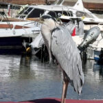 istanbul avcilarda cabbar isimli balikcil kusu barinagin maskotu oldu yaren leylek gibi o da burada ek bigiyle 5d0727e07d00