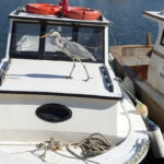 istanbul avcilarda cabbar isimli balikcil kusu barinagin maskotu oldu yaren leylek gibi o da burada ek bigiyle 6e782b296620