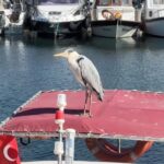 istanbul avcilarda cabbar isimli balikcil kusu barinagin maskotu oldu yaren leylek gibi o da burada ek bigiyle 7ced481ba341