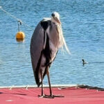 istanbul avcilarda cabbar isimli balikcil kusu barinagin maskotu oldu yaren leylek gibi o da burada ek bigiyle 978f30c00473