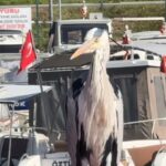 istanbul avcilarda cabbar isimli balikcil kusu barinagin maskotu oldu yaren leylek gibi o da burada ek bigiyle d2d6e159dcb1