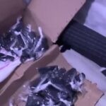 istanbul istanbulda silah ticareti yapan 1 supheli yakalandi 0cc28c6630d8