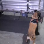 istanbul kucukcekmecede operasyonda 527 kilo uyusturucu ele gecirildi 7 supheli tutuklandi 7f848ad9b549