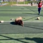 istanbul sultangazide futbol sahasinda pitbullar birbirine saldirdi 3e55e7838f8b