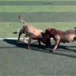 istanbul sultangazide futbol sahasinda pitbullar birbirine saldirdi 5bc596d342bf