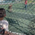 istanbul sultangazide futbol sahasinda pitbullar birbirine saldirdi a8e024dd4bd9