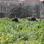 izmir menemende enginar hasadi basladi 0a424b39d318