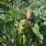 izmir menemende enginar hasadi basladi 2f0dc9aefd83