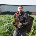 izmir menemende enginar hasadi basladi 8b9736354743