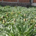 izmir menemende enginar hasadi basladi 98e9f72371a9