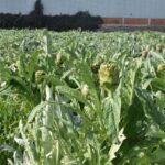 izmir menemende enginar hasadi basladi cc9eff8e5f14