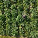 izmir menemende enginar hasadi basladi d414672481ba