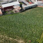 izmir menemende enginar hasadi basladi db823a56ff8c