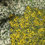 kadinlar gunune ozel suda lale uretimi 274475a75cd9