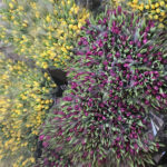 kadinlar gunune ozel suda lale uretimi 27cdfb73498b