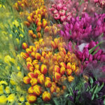 kadinlar gunune ozel suda lale uretimi 9ccb23cddf28