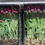 kadinlar gunune ozel suda lale uretimi cb00e11d2270