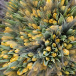 kadinlar gunune ozel suda lale uretimi d733b79401ec