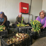 kadinlar gunune ozel suda lale uretimi f9b3a4380b17