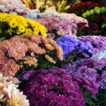 kadinlarin en cok hemcinslerine cicek gonderdigi ozel gun 8 mart 4d2ae2a7c3ca