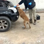 kapikulede otomobilde 8 kilo 60 gram kokain ele gecirildi 90d6cb5764e0