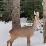 Karla kaplı ormanda karaca görüntülendi 2 karla kapli ormanda karaca goruntulendi 553ecc804509