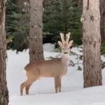 Karla kaplı ormanda karaca görüntülendi 1 karla kapli ormanda karaca goruntulendi c478a124dde4
