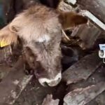 Kars’ta ahır çöktü, çoban son anda kurtuldu 4 karsta ahir coktu coban son anda kurtuldu 47a8e05058ee