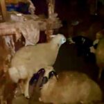 karsta coken ahirda 2 buyukbas oldu 76fa38530fba
