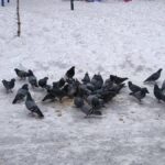 karsta kar yagisi etkili oldu 3f7a6e279b23