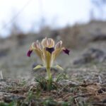 kayseride nevruz cicekleri acti 02d900c1a3c5