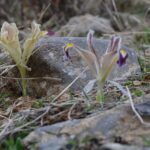 kayseride nevruz cicekleri acti 22b7f62e5aa4