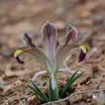 kayseride nevruz cicekleri acti 66bd2c038501