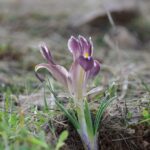 kayseride nevruz cicekleri acti 858d8cb004dc