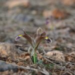 kayseride nevruz cicekleri acti cc8267706d68