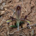 kayseride nevruz cicekleri acti f3a1db7191c1