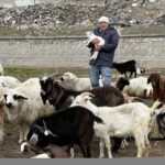 kayseride yabani hayvanlarin saldirisina ugrayan 11 keci oldu 1fb5ff3dfe8c