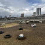 kayseride yabani hayvanlarin saldirisina ugrayan 11 keci oldu 3f8a903cc7bd